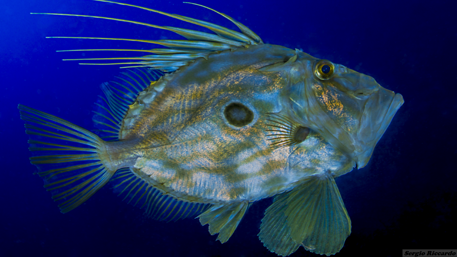 diving marettimo